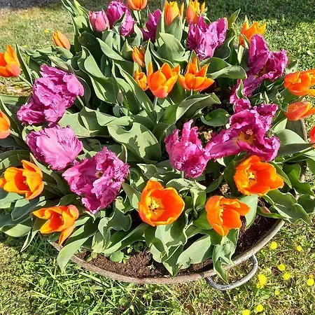 Au Bellefleur Sigogne